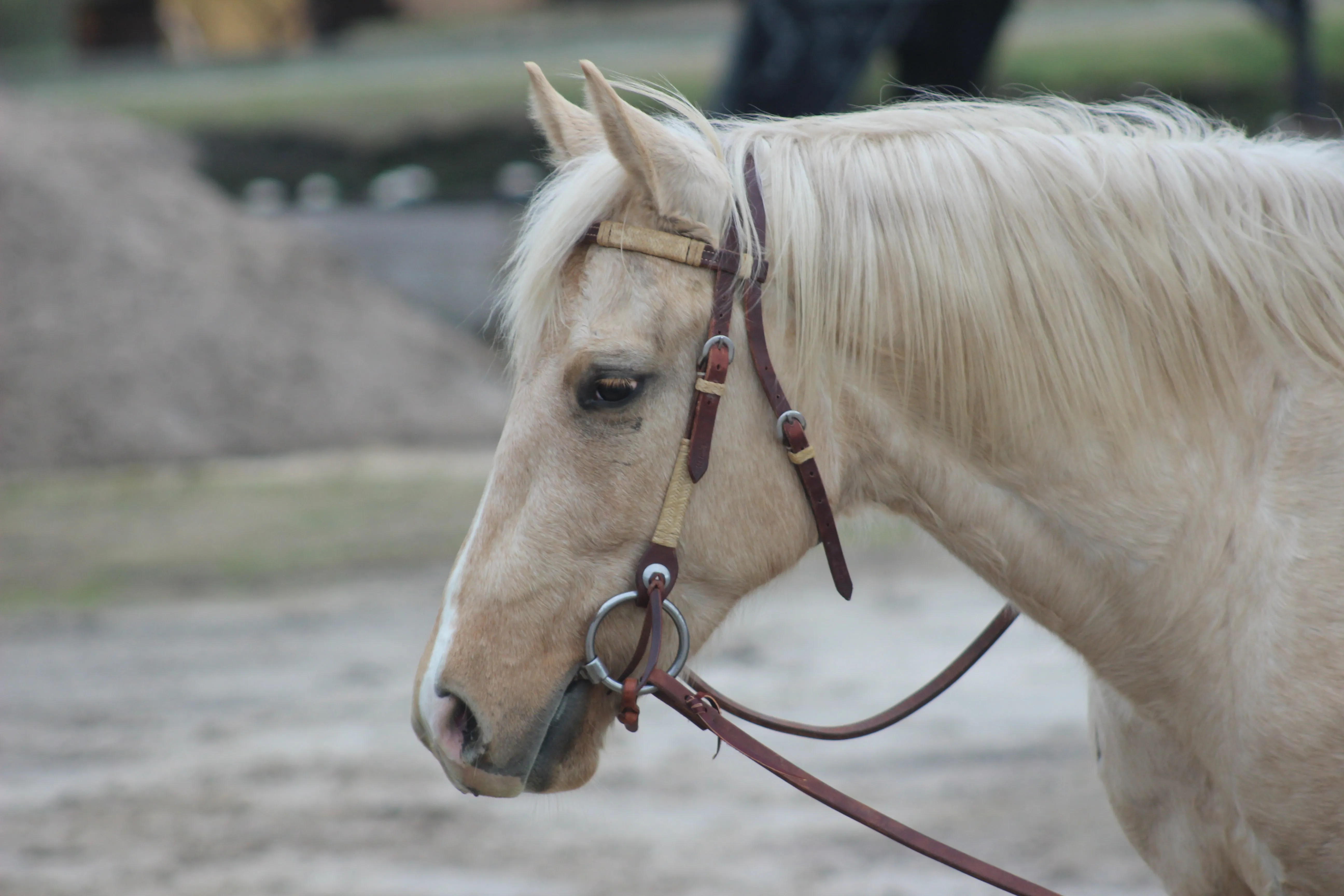 Browband Headstall with Braided Rawhide